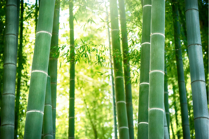 Are Bamboo or Cotton Sheets Better