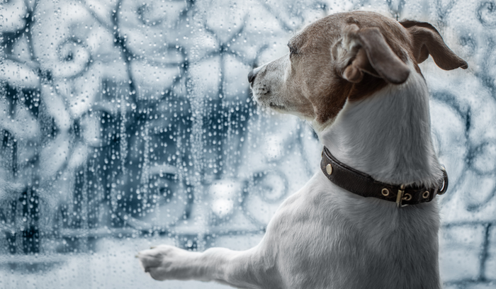 Dog looking out rainy window